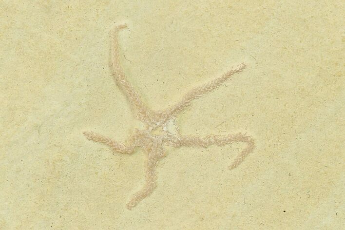 Jurassic Brittle Star (Sinosura) Fossil - Solnhofen #132457